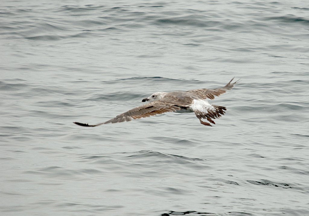 Gull, Lesser Black-backed, 2006-07081737 Hyannis, MA.JPG - Lesser Black-backed Gull, Broolkine July 2006 Hyannis pelagic bird trip